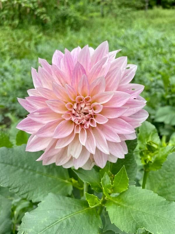 Moss Rock Flower Farm - Image 1