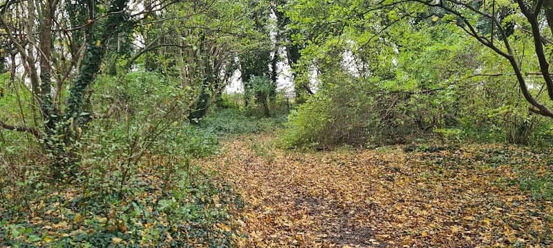 Page’s Wood - Image 1