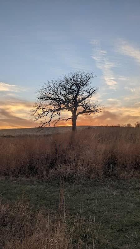 Belgum Grove (Bur Oak Land Trust) - Image 1