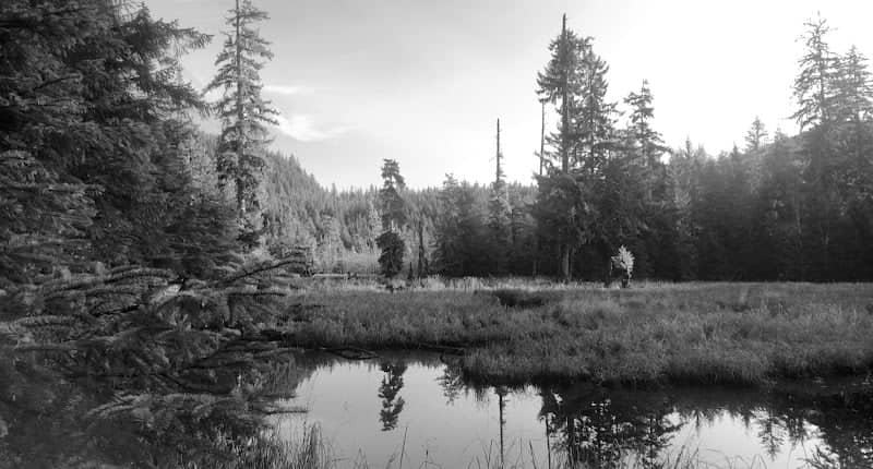 Loomacres Wildlife Management - Image 1