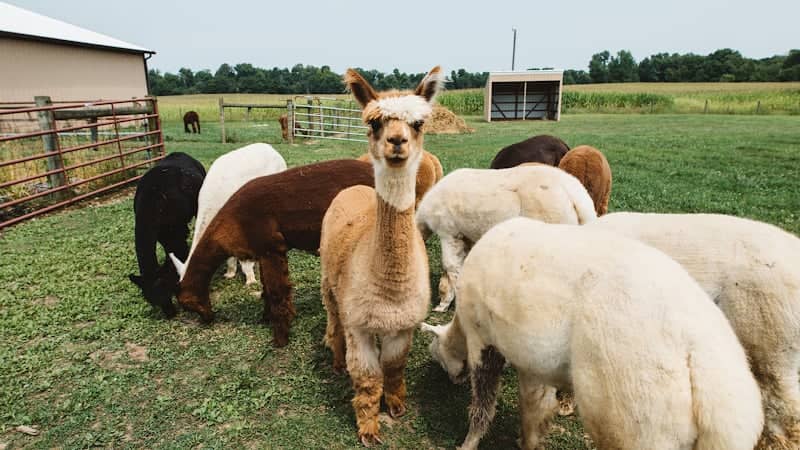 Circus City Alpacas - Image 1