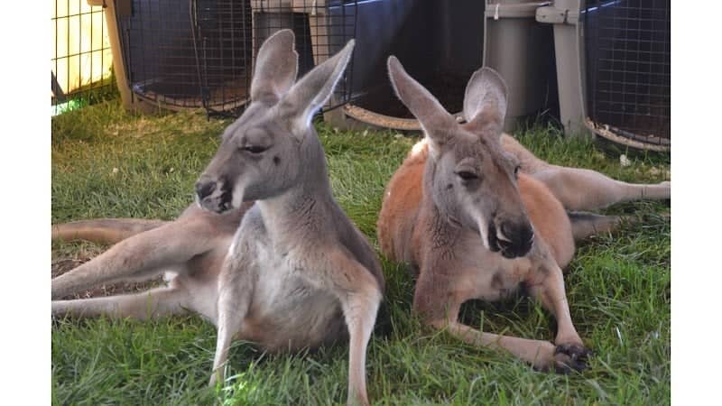 Equator's Edge Wildlife Center - Image 1