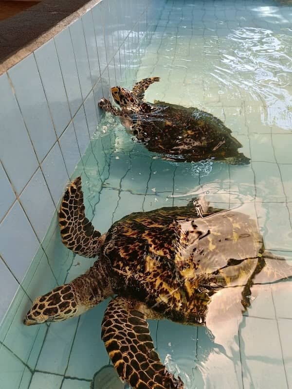 Sea Turtle village - Image 2