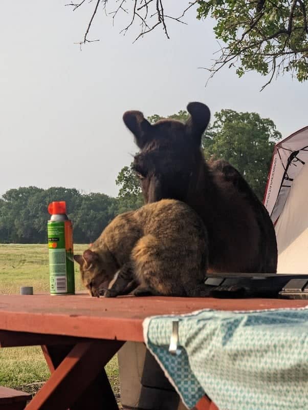 Llamaland Tent Camping - Image 1