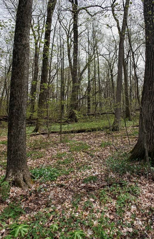 Kewaskum Maple-Oak Woods State Natural Area - Image 2