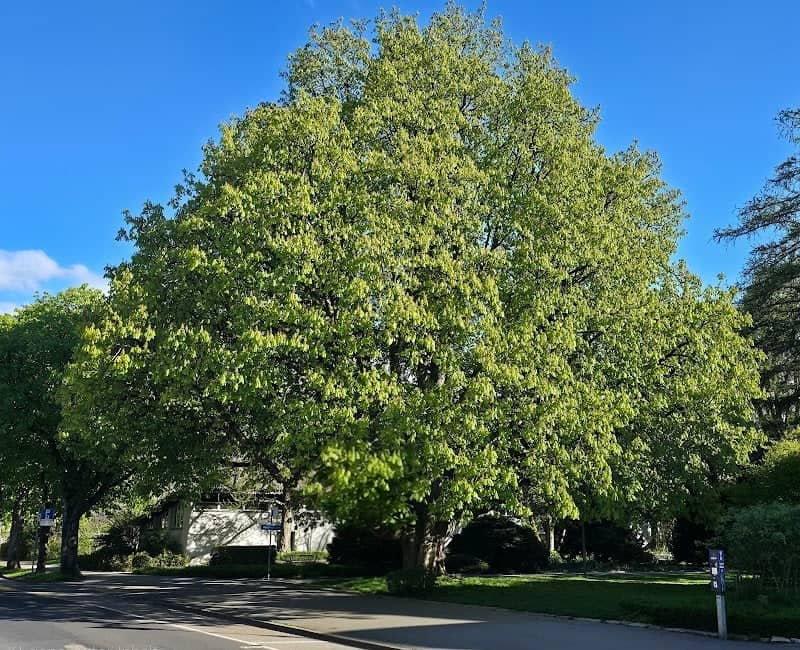 Grosser Baum - Image 1