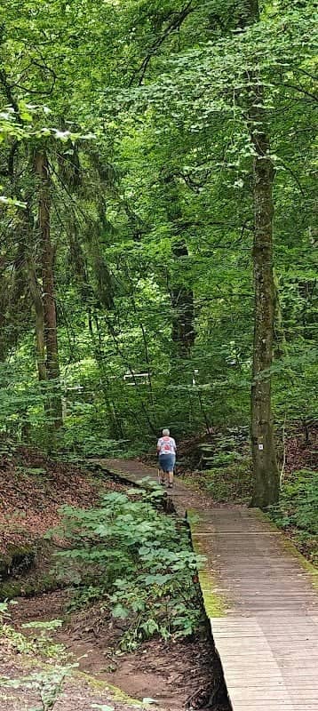 JONGEBËSCH nature reserve - Image 1