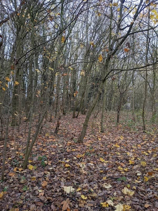 Gresley Woods- Forestry England - Image 3