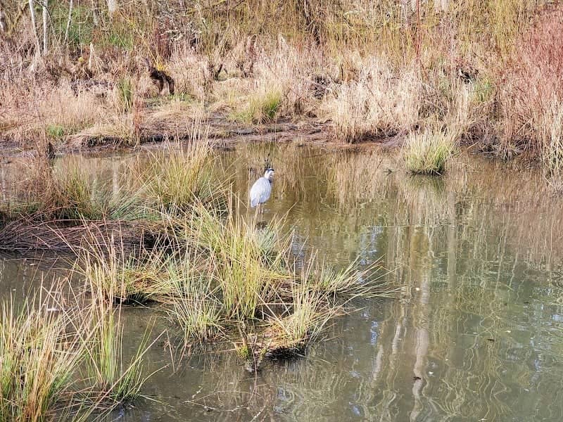 Sherwood Wetlands Park - Image 1