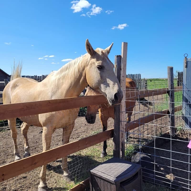 Prairie Oasis Petting Zoo - Image 1