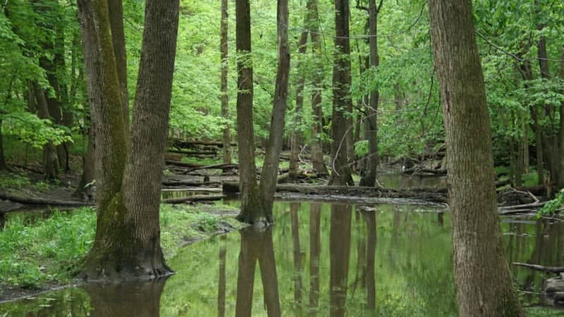 Messenger Woods Nature Preserve - Image 2