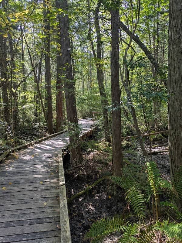 Manchester Cedar Swamp Preserve (TNC) - Image 2