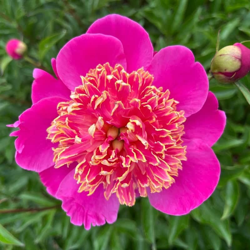 Sisson's Peony Gardens - Image 1