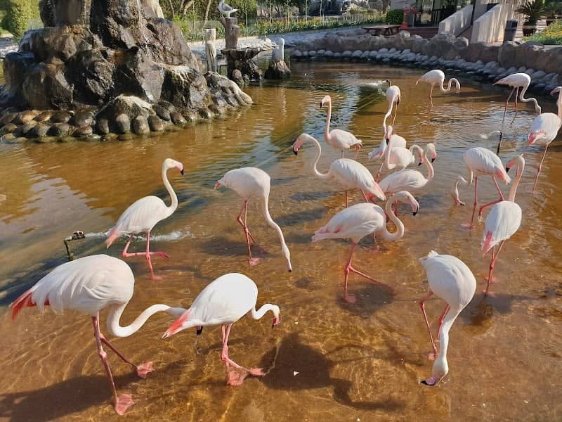 Mohamed bin Zayed Nature Reserve - Image 3