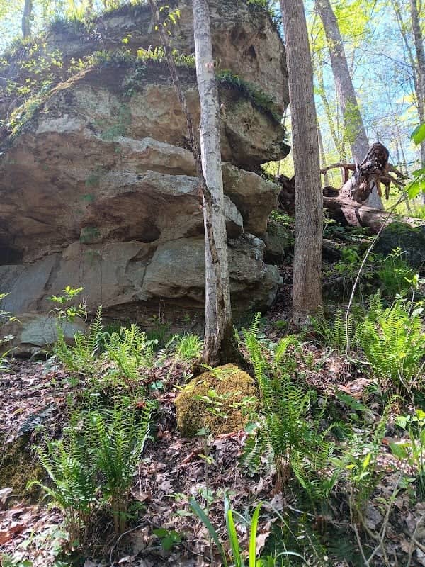 Hungry Beech Preserve - Image 3