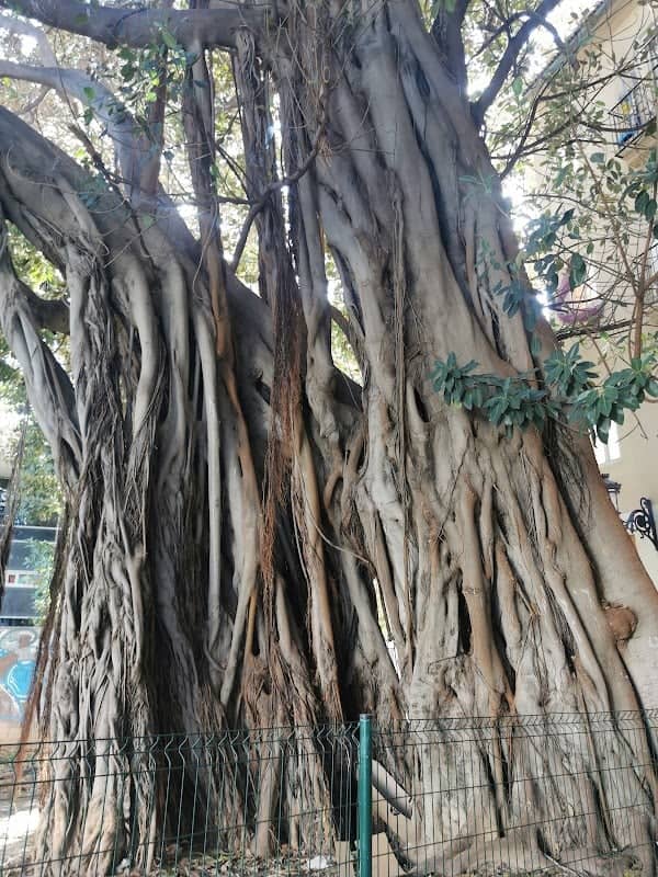 Albero monumentale - Image 2