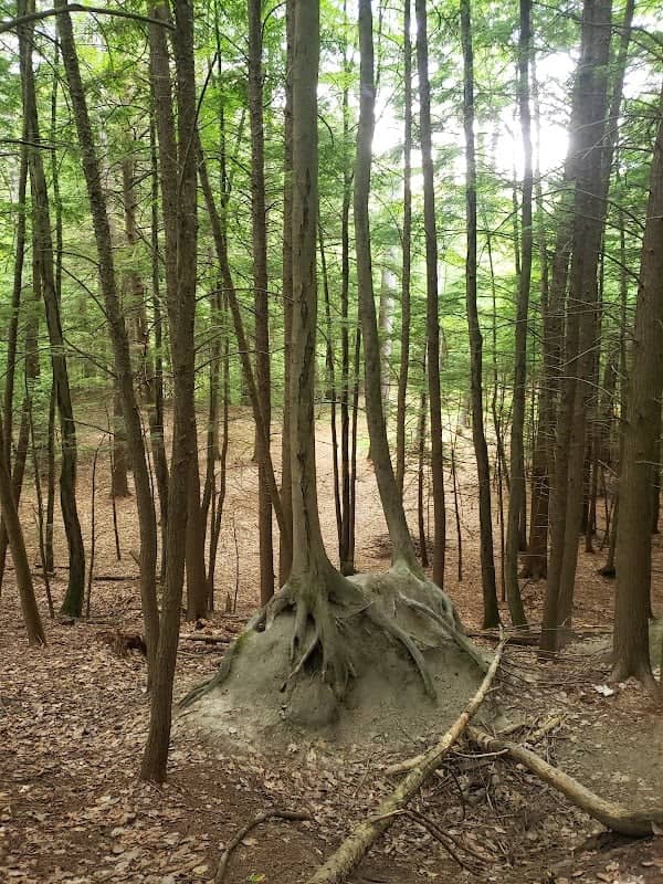 Windsor Town Forest - Image 1