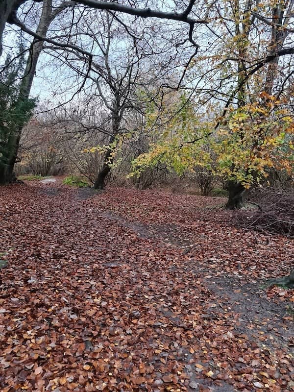 National Trust - Abinger Roughs and Netley Park - Image 3
