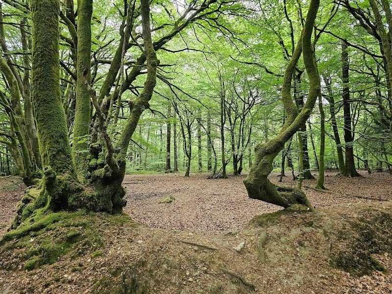 Blackborough Woods - Image 1