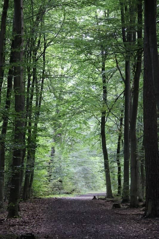 Hiesfelder Wald - Image 2