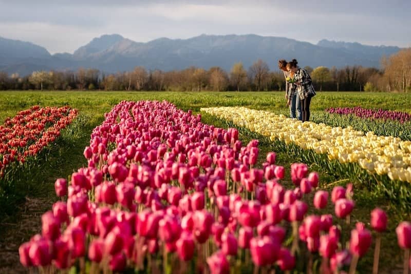 Tulipani a Groppello - Image 1