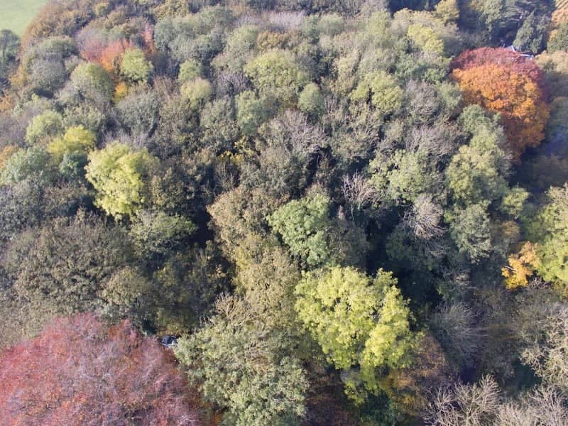 Dixon Woods - Image 2