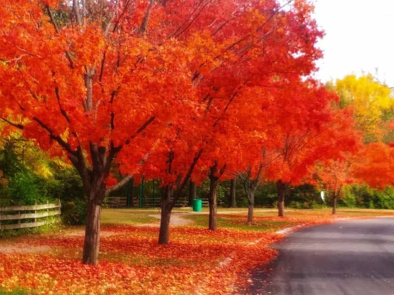 Summercrest Park - Image 2