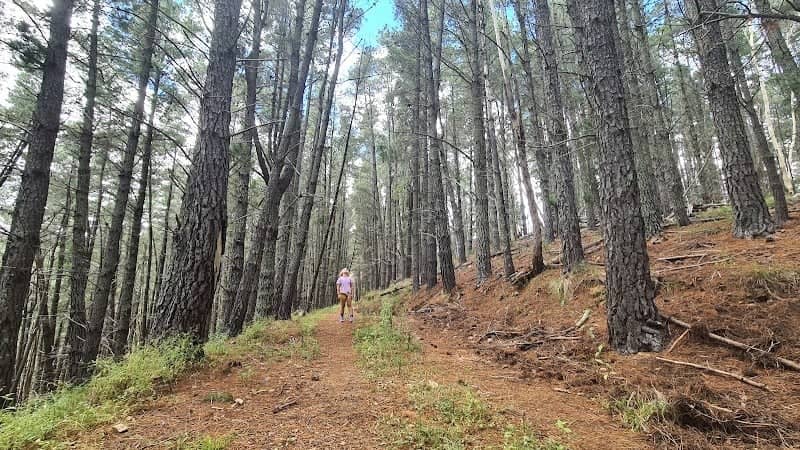 Nundle State Forest - Image 1