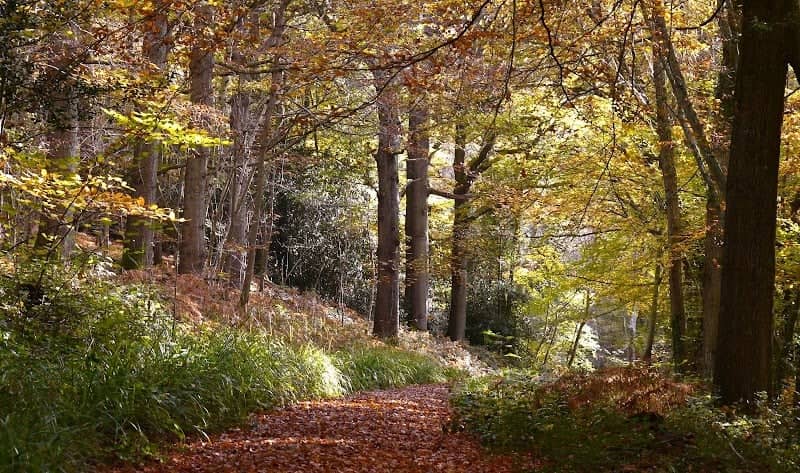 Brenchley Wood - Image 3