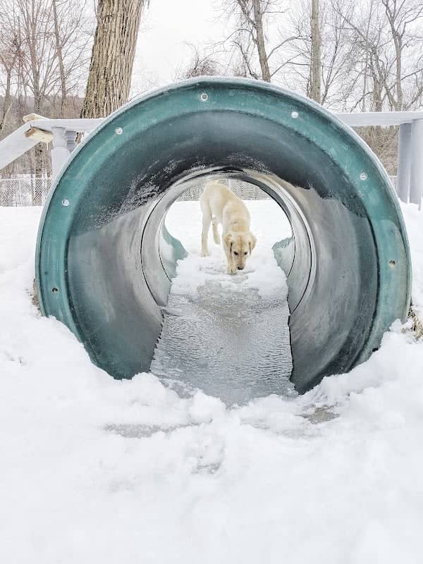 Waterbury Dog Park - Image 1