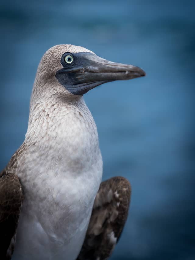 Isabela Island Wildlife - Image 1