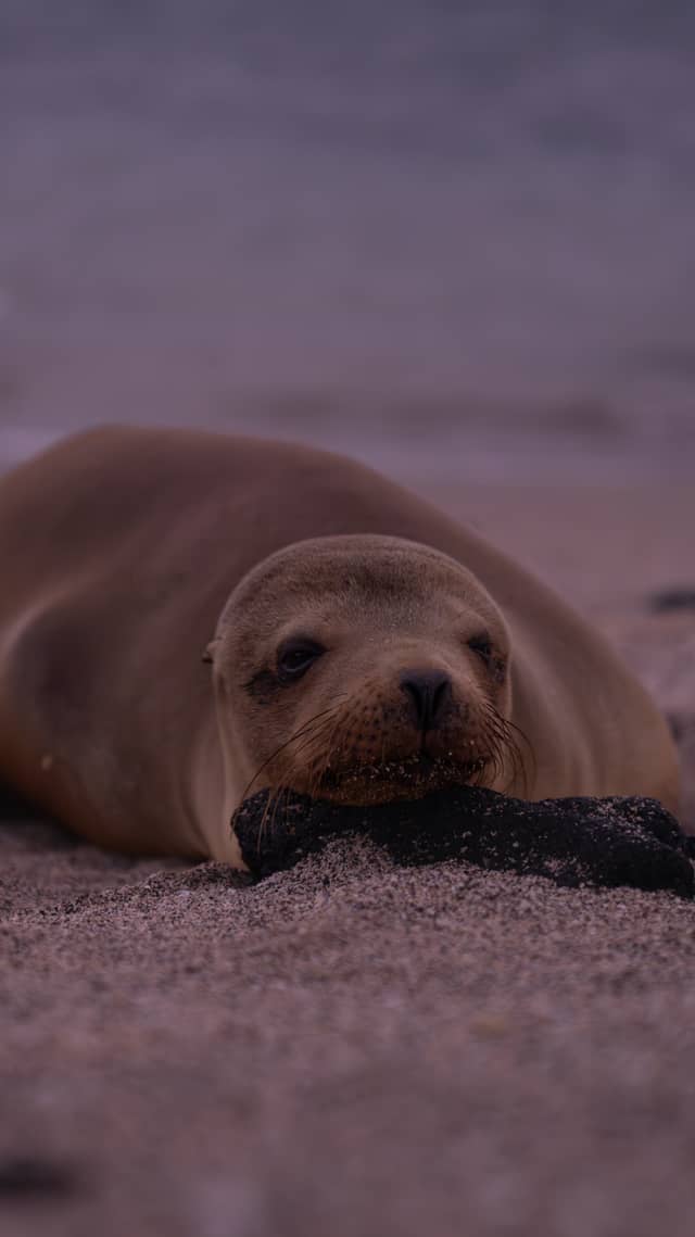 Puerto Villamil Beach - Image 1