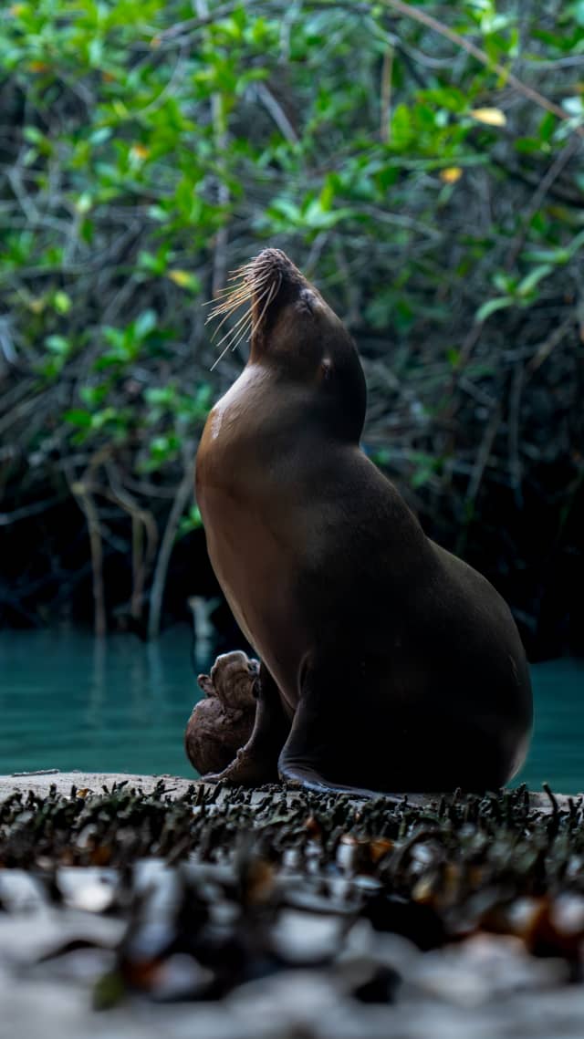 Concha de Perla, Isabela Island - Image 1