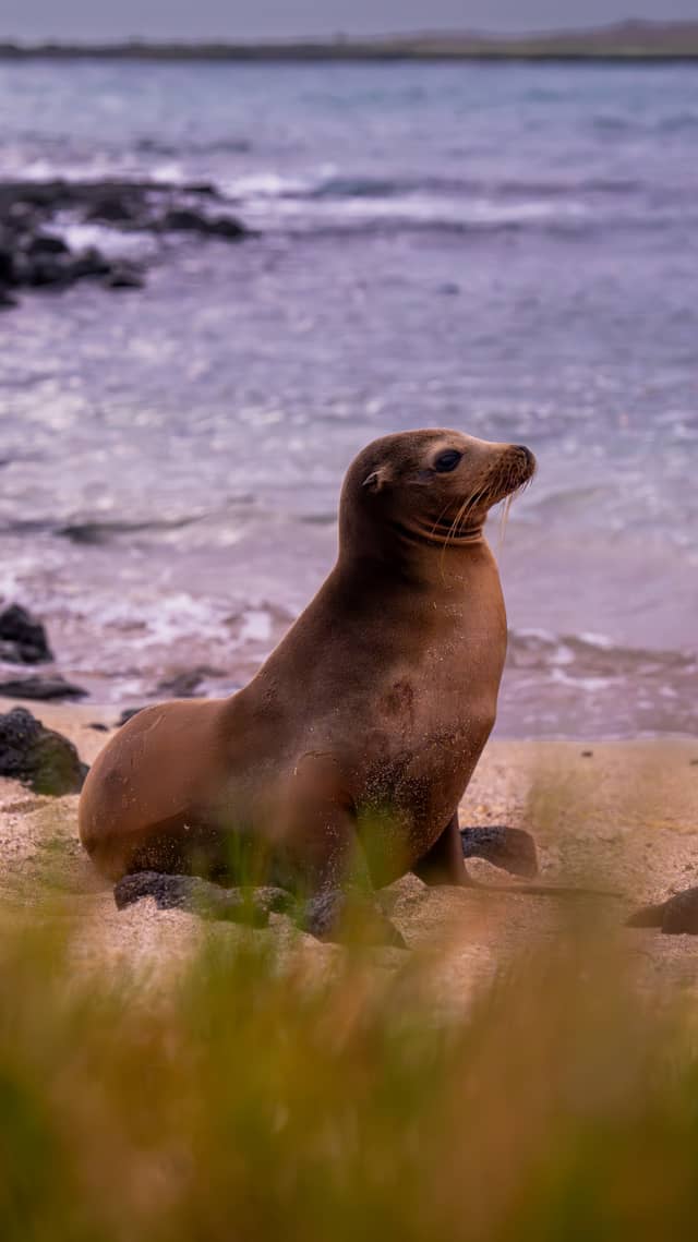 Puerto Villamil Beach - Image 1