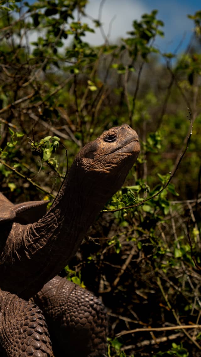Isabela Island Giant Tortoise Habitat - Image 1