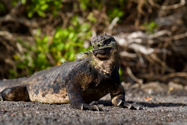 Isabela Island Marine Iguana Colony - Image 1