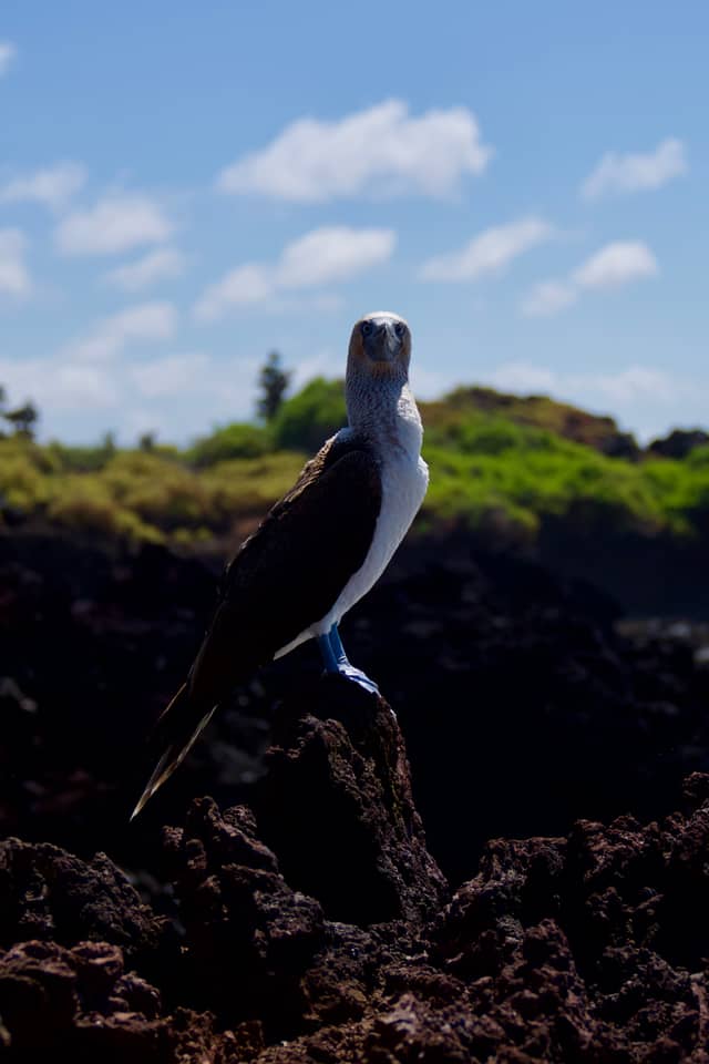 Isabela Island Coastal Rocks - Image 1