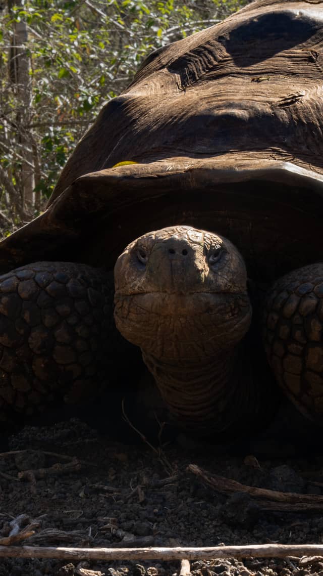 Isabela Island Giant Tortoise Habitat - Image 1