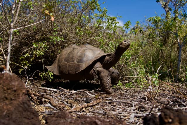 Giant Tortoise Habitat, Isabela Island - Image 1