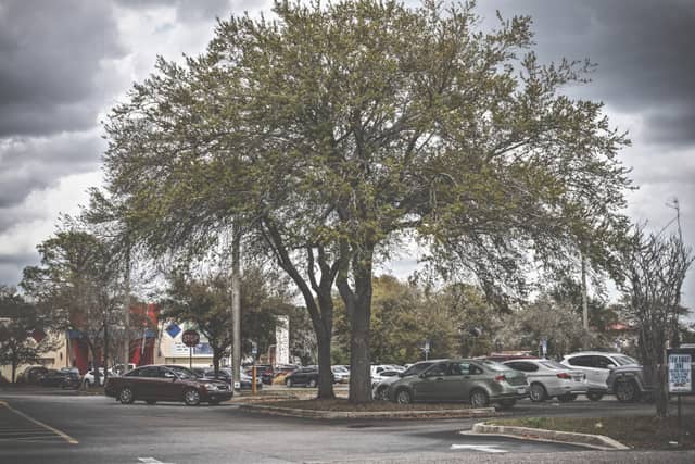 Kingsley Avenue Oak - Image 1