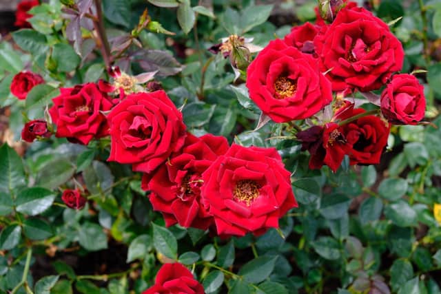 International Rose Test Garden - Image 2