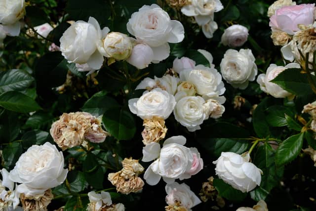 International Rose Test Garden - Image 1