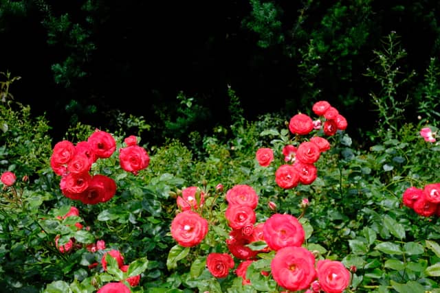 International Rose Test Garden - Image 3