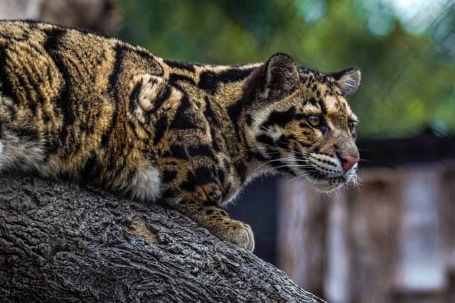 Nashville Zoo at Grassmere - Image 1