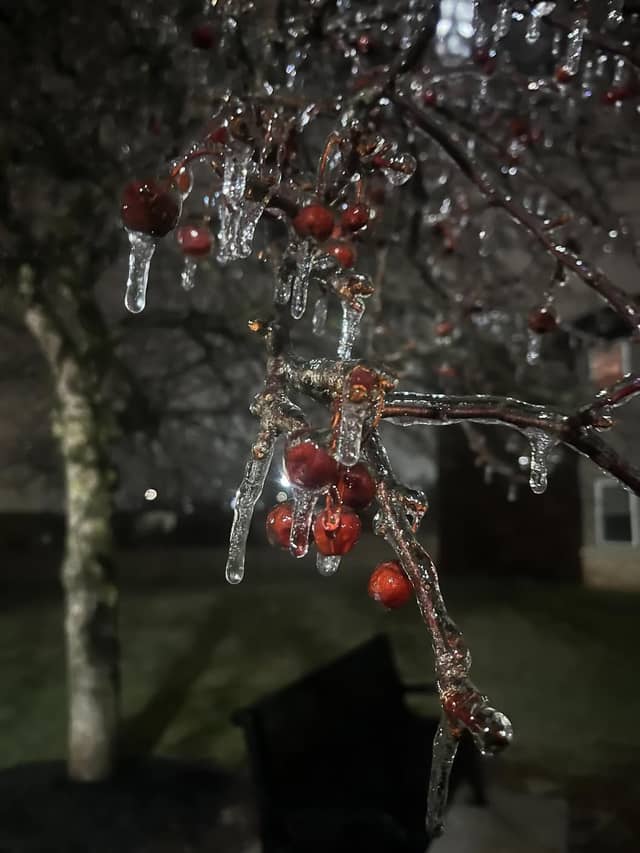 Altoona Winter Garden - Image 1