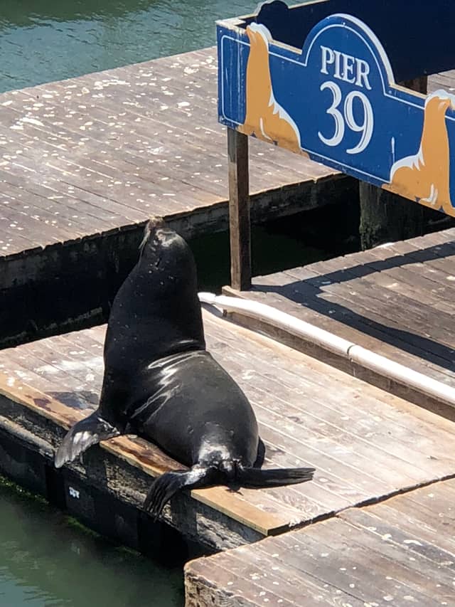 Pier 39 Sea Lions - Image 1