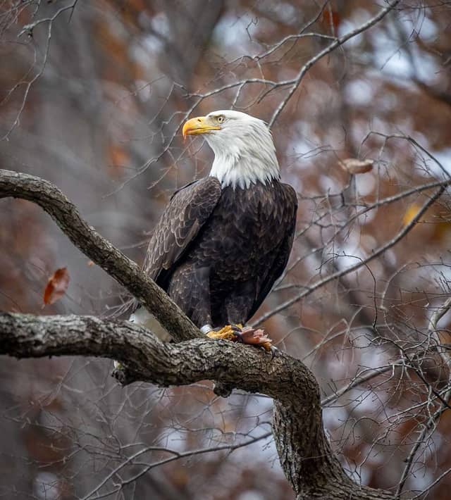 Virginia Woodlands Bald Eagle Habitat - Image 1