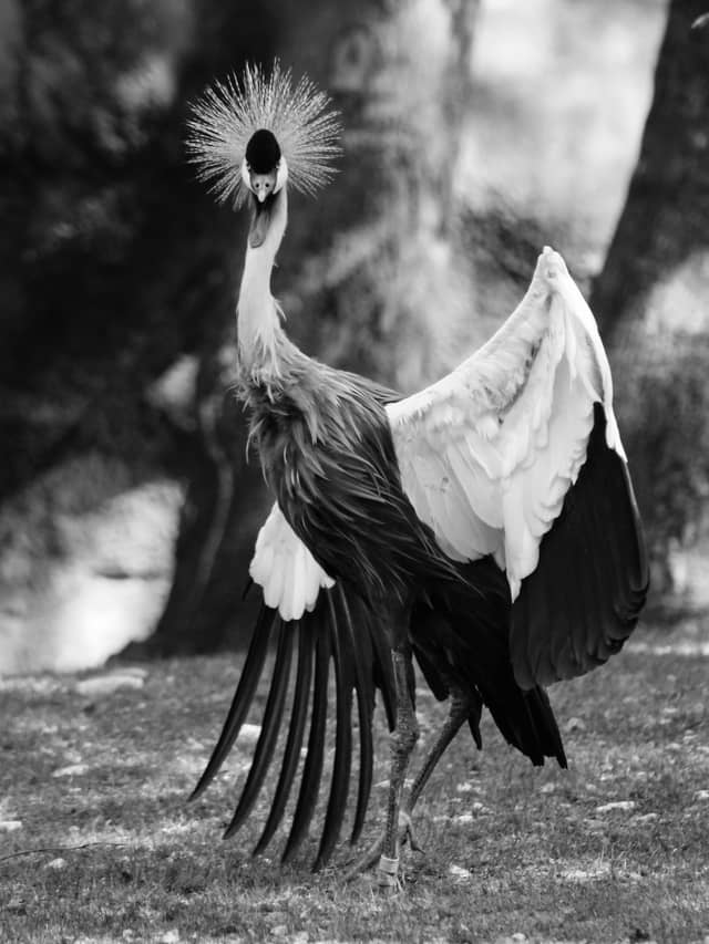 Nashville Zoo at Grassmere - Image 1