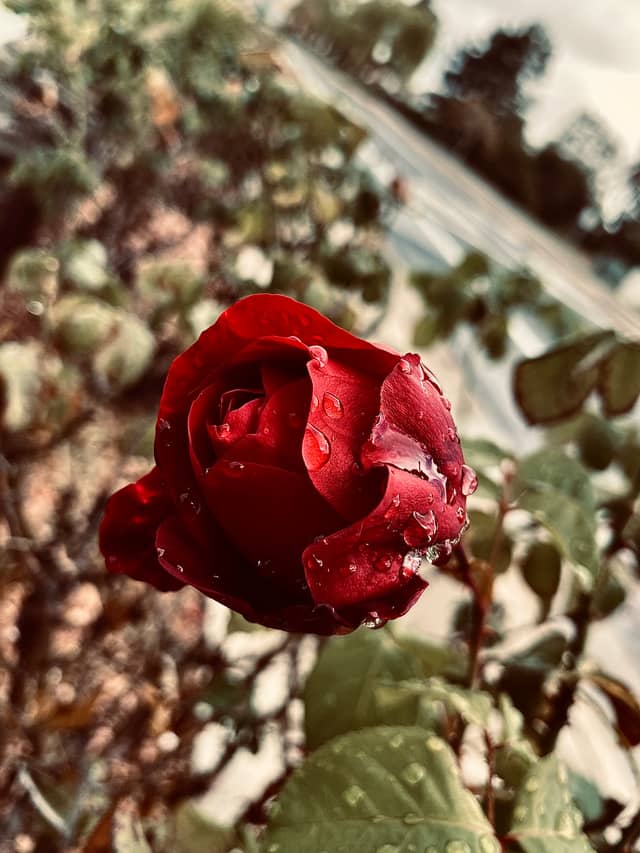 Temecula Suburban Rose Garden - Image 1
