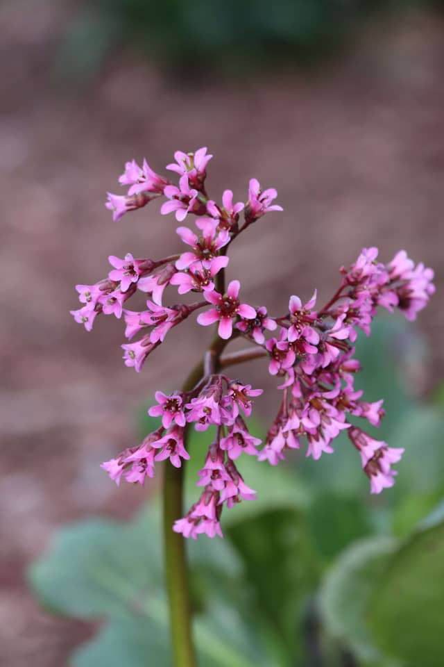 Valley View Garden - Image 1